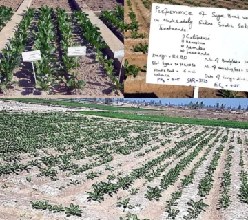 Performance of Sugar Beet 360x320