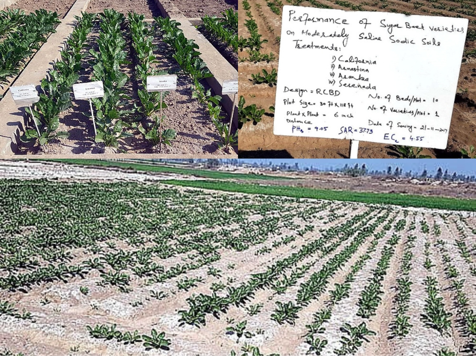 Performance of Sugar Beet