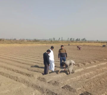 Performance of Sugar Beet 1 360x320