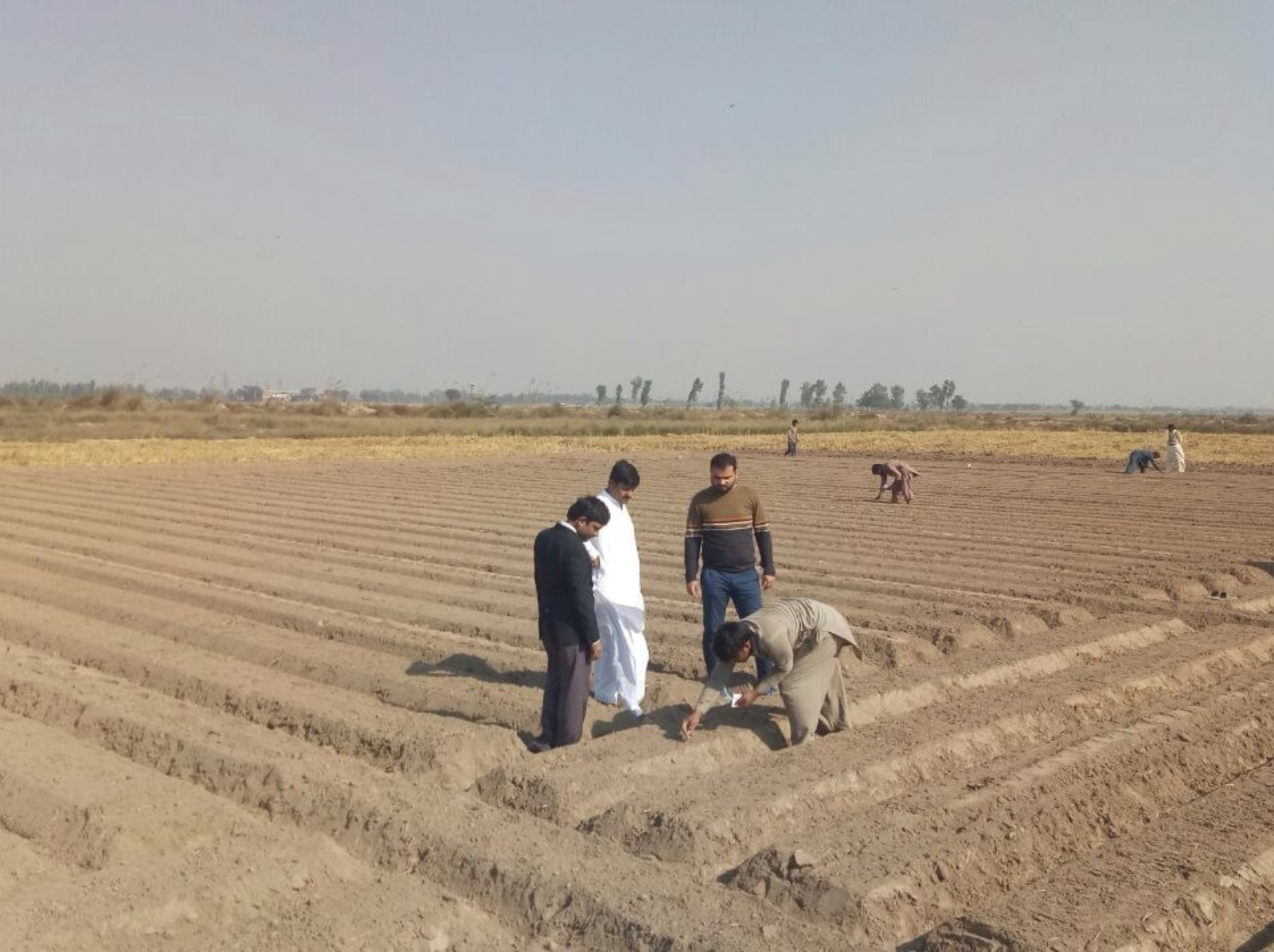 Performance of Sugar Beet 1