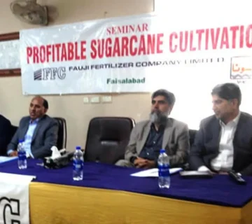 Profitable Sugarcane Cultivation 360x320